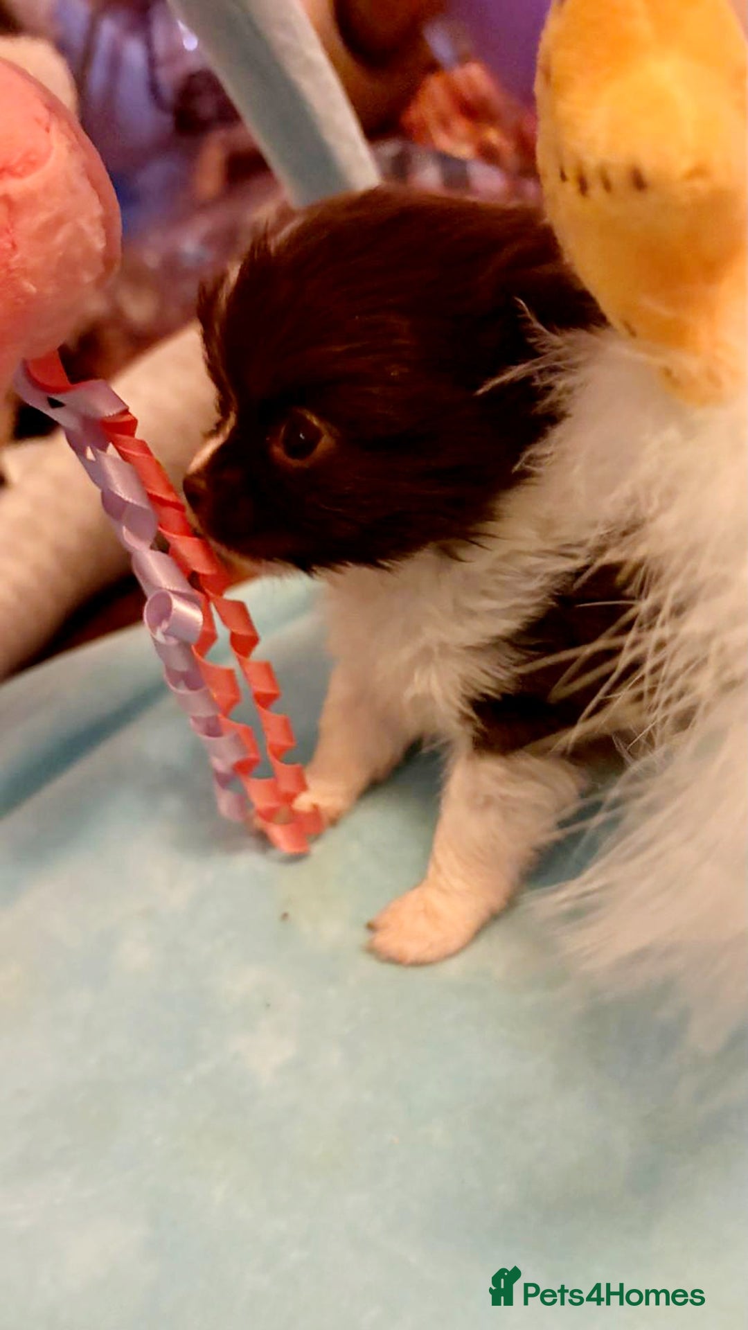 Chihuahua dogs for sale: Beautiful chihuahua babies - Advert 11