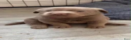 Labrador Retriever dogs for sale: Big beautiful chunky Labrador puppies - Advert 9