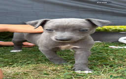 Whippet dogs for sale: Whippet puppies  - Image 2