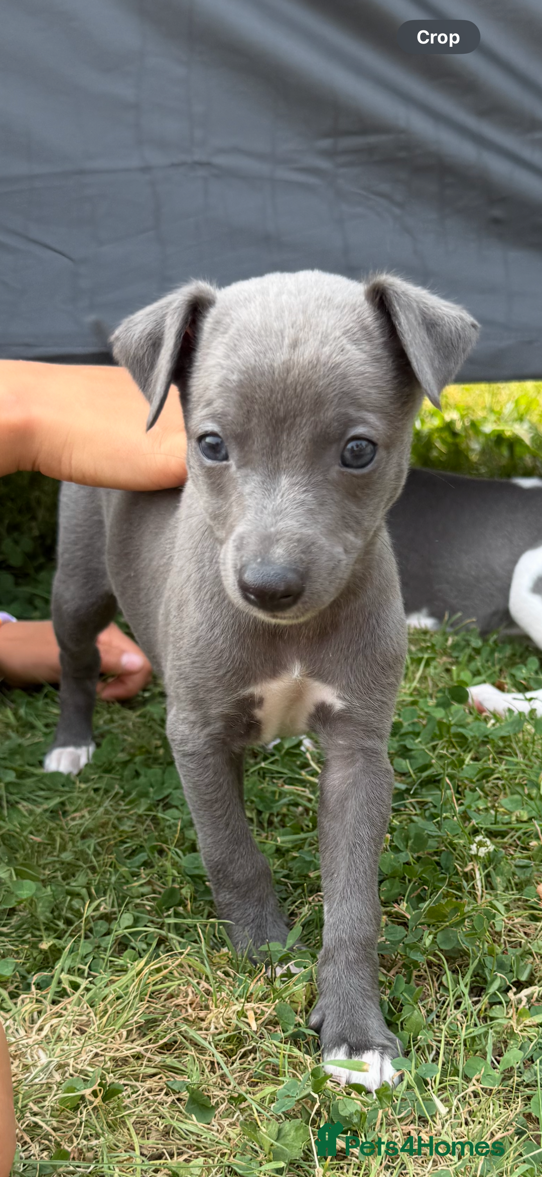 Whippet dogs for sale: Whippet puppies  - Image 2