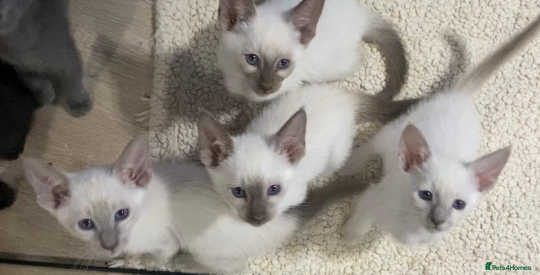 Oriental cats for sale: Oriental kittens  - Advert 8