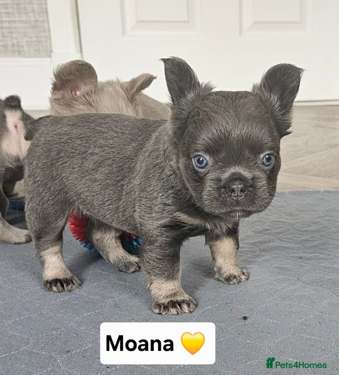 French Bulldog dogs for sale: French bulldog pups - Image 6