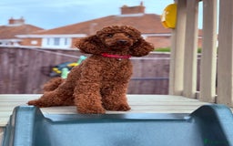Miniature Poodle dogs for stud:  ⭐️KC PRINCE CHARMING BLUE BOY MINIATURE POODLE⭐️ - Image 9
