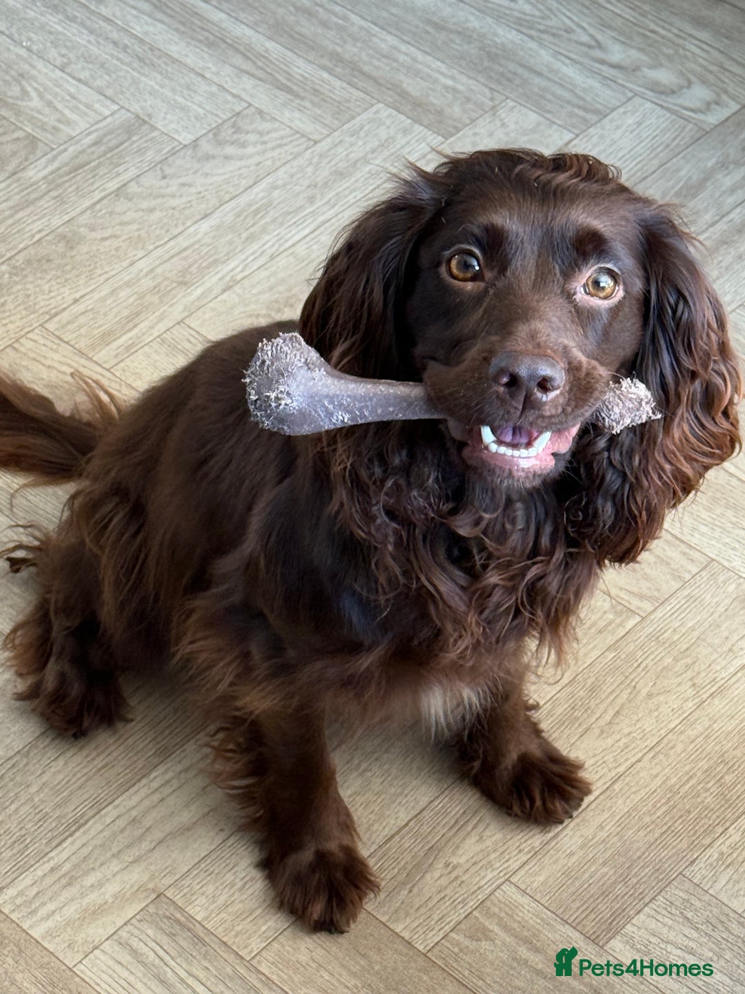 Cocker Spaniel dogs for sale: Cocker Spaniels - due in 3 weeks! Wait list open! - Image 5