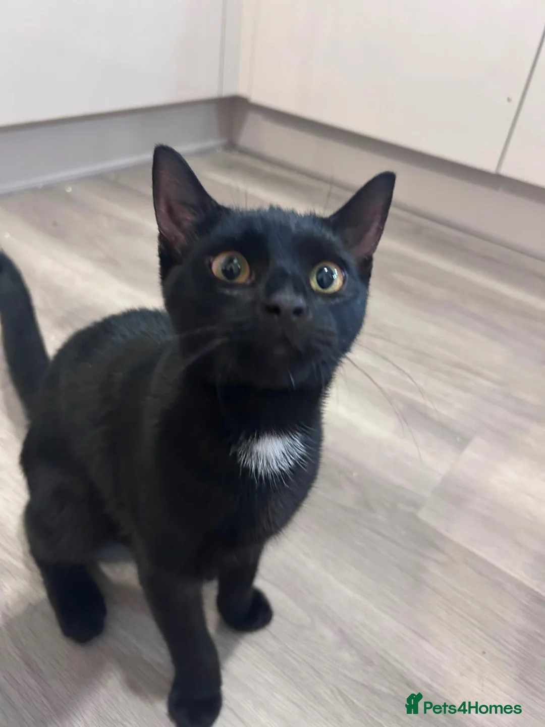 Mixed Breed cats for sale: Tortoiseshell kitten ready for new home in Canterbury - Advert 2