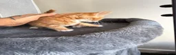 Mixed Breed cats for sale: Kittens  - Advert 3