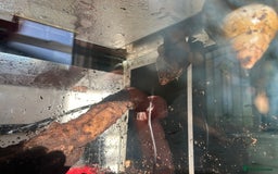 Mixed Breed reptiles for sale: African Land Snails  - Advert 7