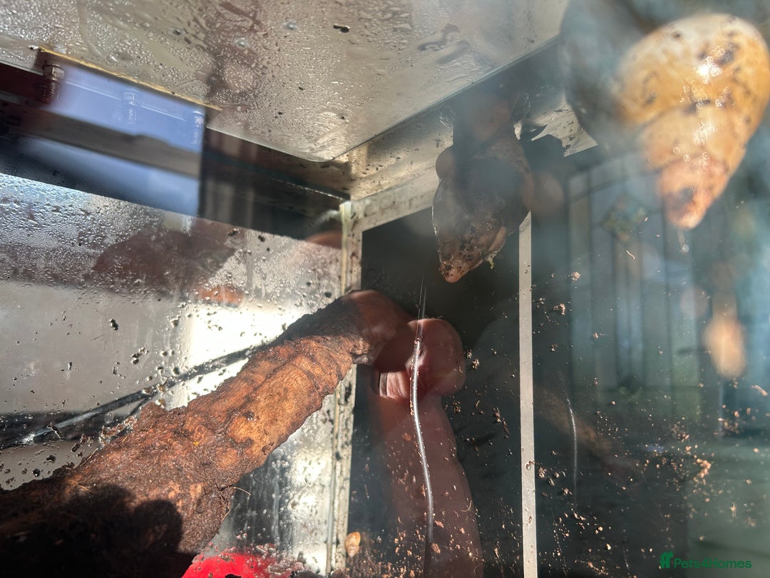 Mixed Breed reptiles for sale: African Land Snails  - Advert 7