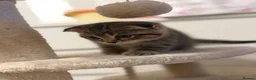 Scottish Fold cats for sale: Mum is Scottish fold, dad is British straight  - Advert 5