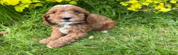 Cavapoo dogs for sale: Red F1 Cavapoo Puppies - Advert 3