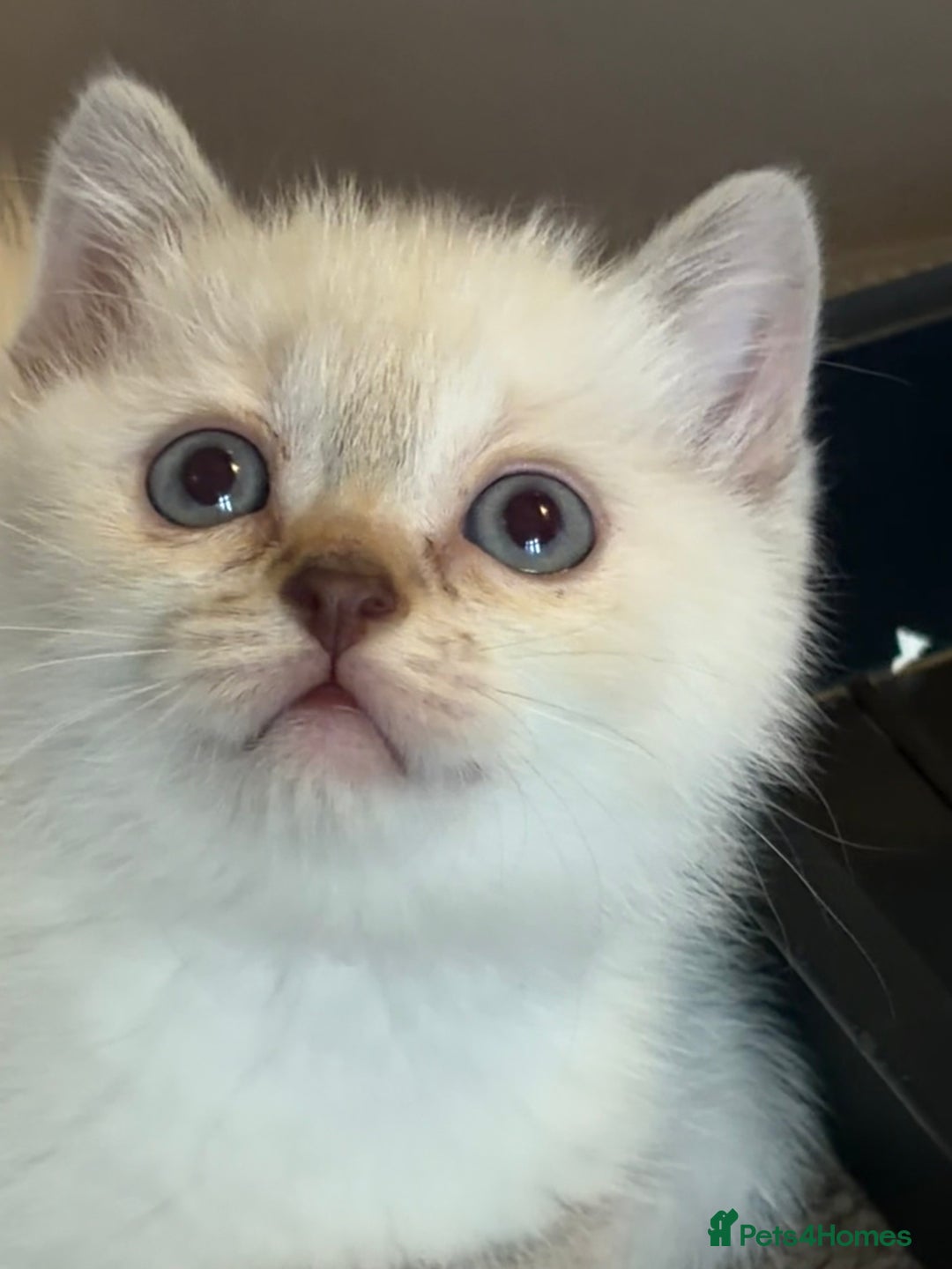 Scottish Fold cats for sale: Scottish Fold/Straight Kittens  - Advert 5