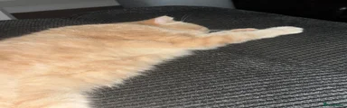 Missi