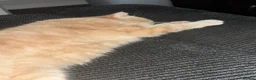 Exotic cats for sale: Exotic short haired Cream & Red - Advert 3