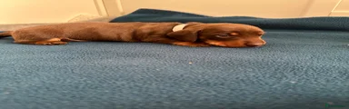 Miniature Dachshund 1