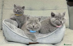 British Shorthair cats for sale: Chunky British Shorthair Blue Kittens 🐱💙 - Image 32