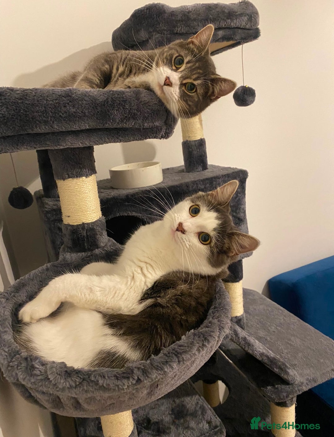 Ragdoll cats for sale: 2 Ragdoll mix fluffy cat  - Image 1