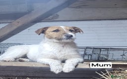 Jack Russell dogs for sale: Jack Russel pups  - Image 4