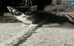 Bengal cats for sale: Half Bengal kittens 1 black majestic  - Advert 3