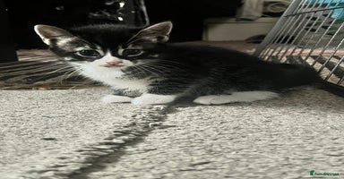 Bengal cats Half Bengal kittens 1 black majestic  - Advert 7