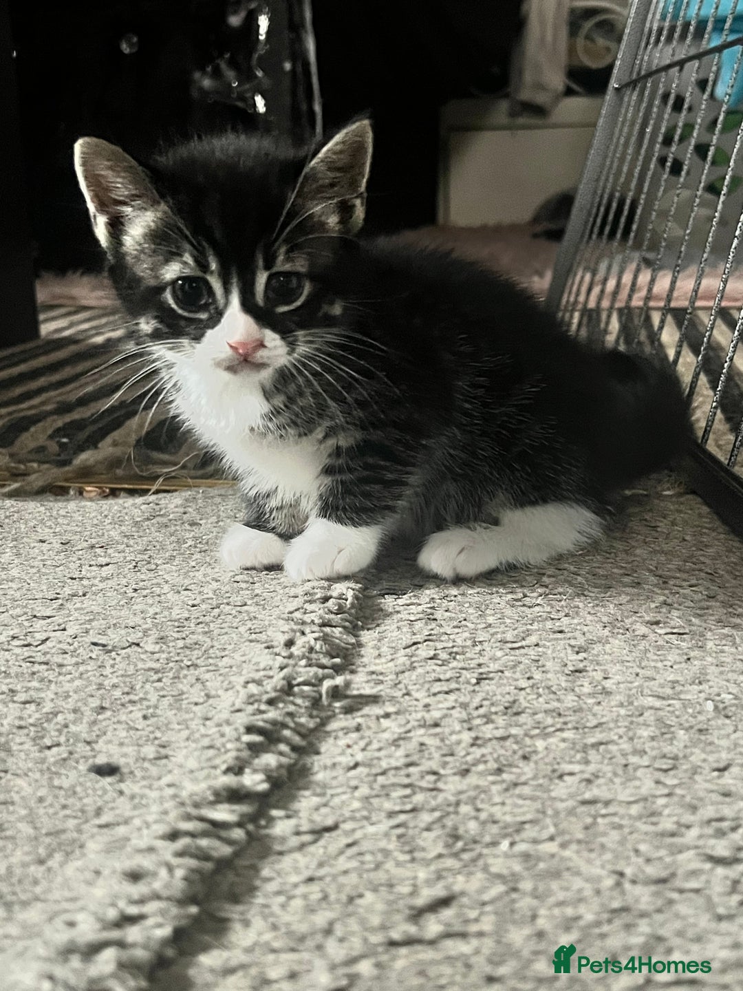 Bengal cats for sale: Half Bengal kittens 1 black majestic  - Advert 3