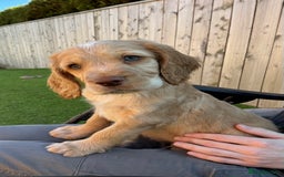 Sprocker dogs for sale:  Sprocker spaniel puppies - Ready Soon ! - Image 23