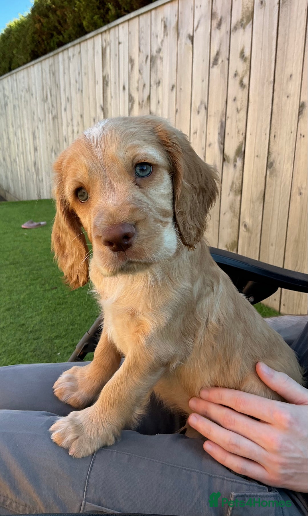 Sprocker dogs for sale:  Sprocker spaniel puppies - Ready Soon ! - Image 23