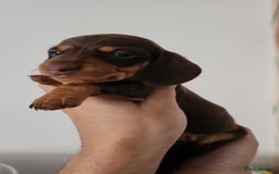 Miniature Dachshund dogs for sale: Mini choc and tan dachshund puppies in Congleton - Image 6