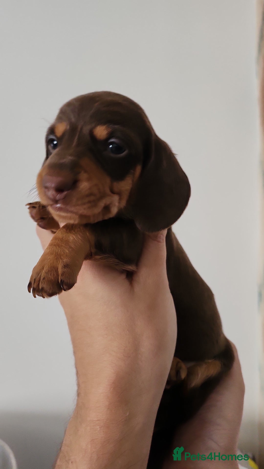Miniature Dachshund dogs for sale: Mini choc and tan dachshund puppies in Congleton - Image 6
