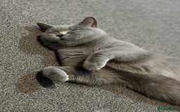 British Shorthair cats for sale: GCCF female needs forever home  - Advert 2