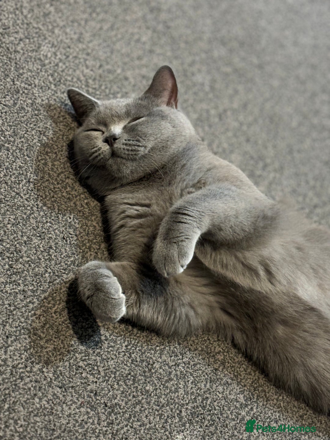 British Shorthair cats for sale: GCCF female needs forever home  - Advert 2