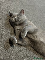 British Shorthair cats GCCF female needs forever home - Advert 6