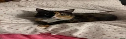 Mixed Breed cats for sale: Cat for re home  in London - Advert 1