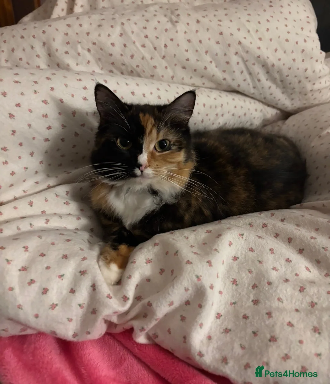Mixed Breed cats for sale: Cat for re home  in London - Advert 1