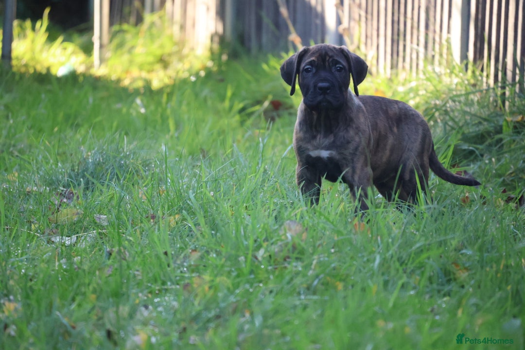 Presa Canario dogs for sale: Presa canario puppies (recognised breeder) - Image 13