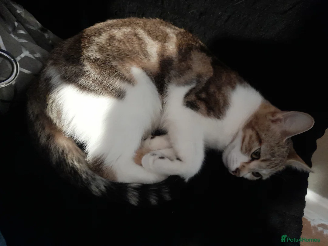 Ocicat cats for sale: 3 kittens for sale  in Oldham - Advert 1