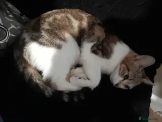 Ocicat cats 3 kittens for sale in Oldham - Advert 3