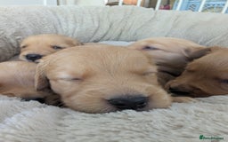 Golden Retriever dogs for sale: Beautiful Golden retriever puppies  - Image 8