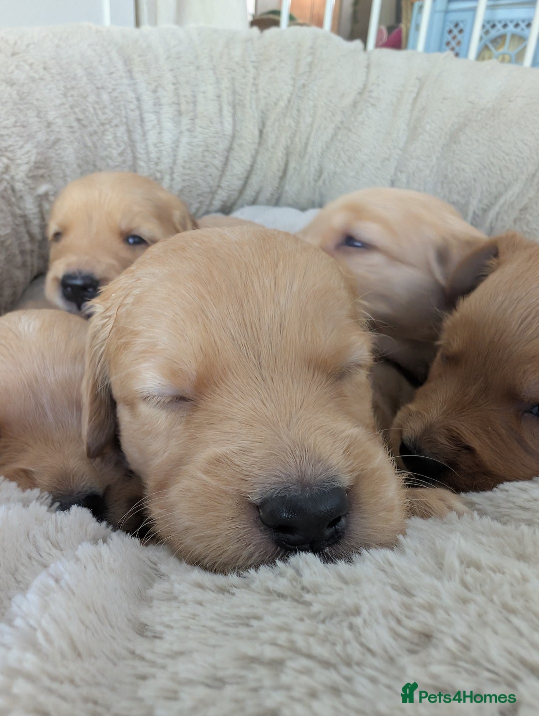 Golden Retriever dogs for sale: Beautiful Golden retriever puppies  - Image 8