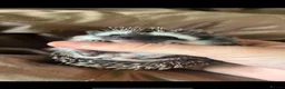 Pygmy Hedgehog rodents for sale: Two Gorgeous Hoglets for Loving Forever Homes - Advert 2
