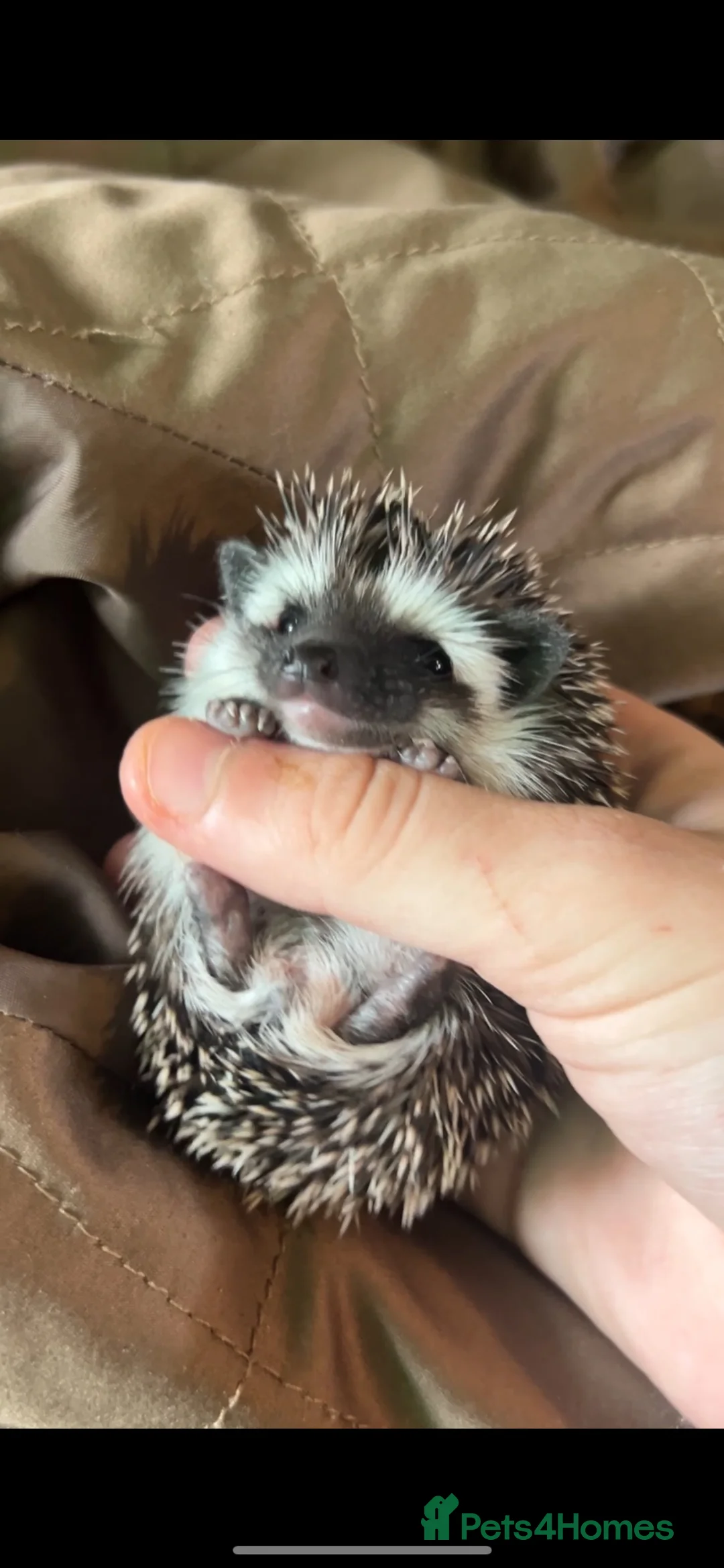 Pygmy Hedgehog rodents for sale: Two Gorgeous Hoglets for Loving Forever Homes - Advert 2