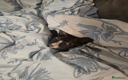 Sphynx cats for sale: Female Don sphynx cat for sale  - Image 2