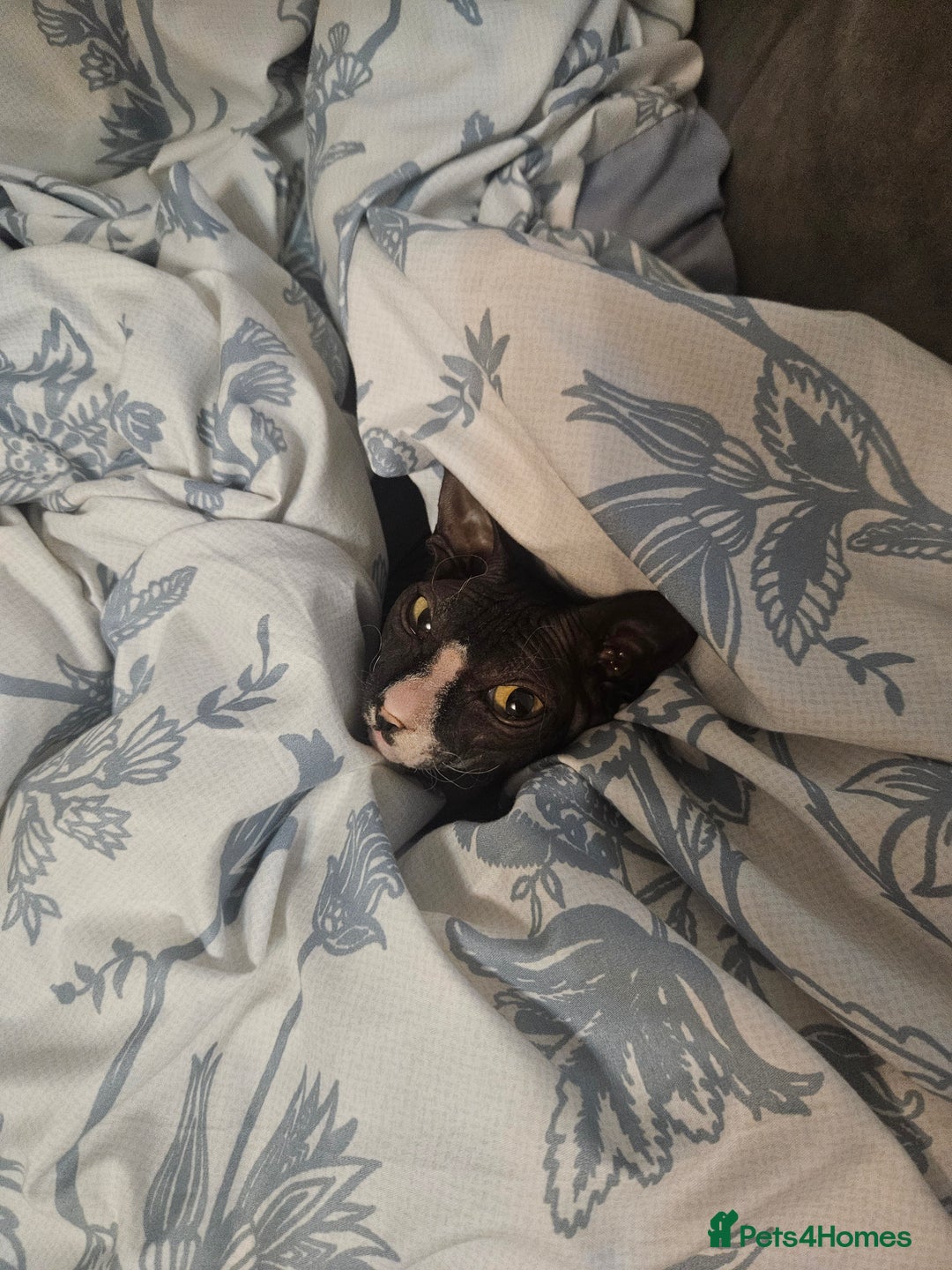 Sphynx cats for sale: Female Don sphynx cat for sale  - Image 2