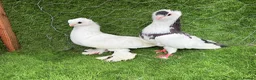 Pigeons birds for sale: Top Quality Strong Breeding Pair – Vaccinated - Advert 20