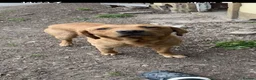 Labrador Retriever dogs for sale: KC fox red lab - Advert 4