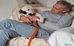 Mixed Breed dogs for adoption: Artemis - Fakenham Norfolk  - Image 5