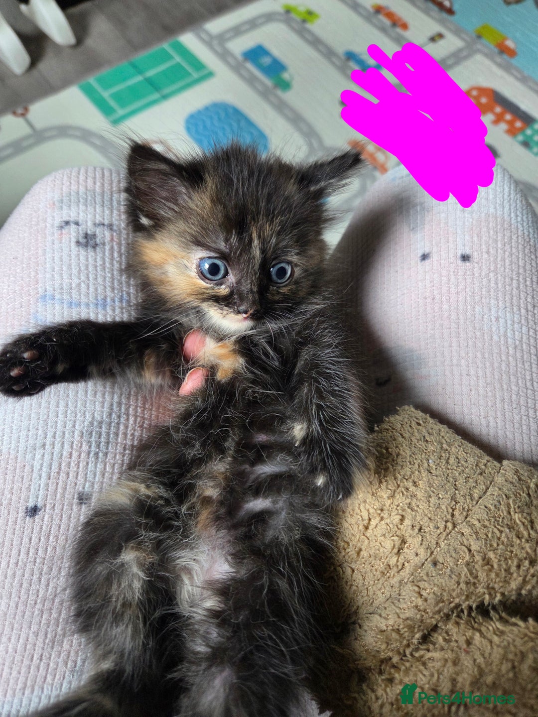 Domestic Shorthair cats for sale: Kittens - Image 5