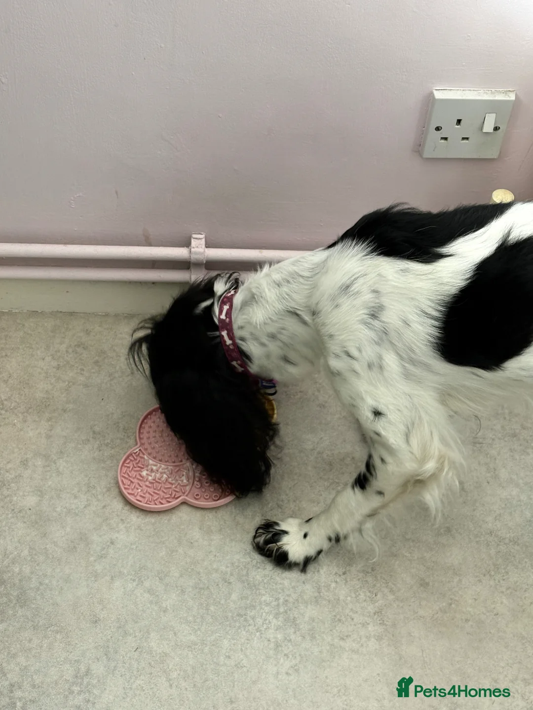 Mixed Breed dogs for sale: Sweetest girl in need of loving home in Hayling Island - Advert 2