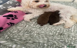 Cavapoo dogs for sale: Beautiful F1b Cavapoo girl  - Image 4