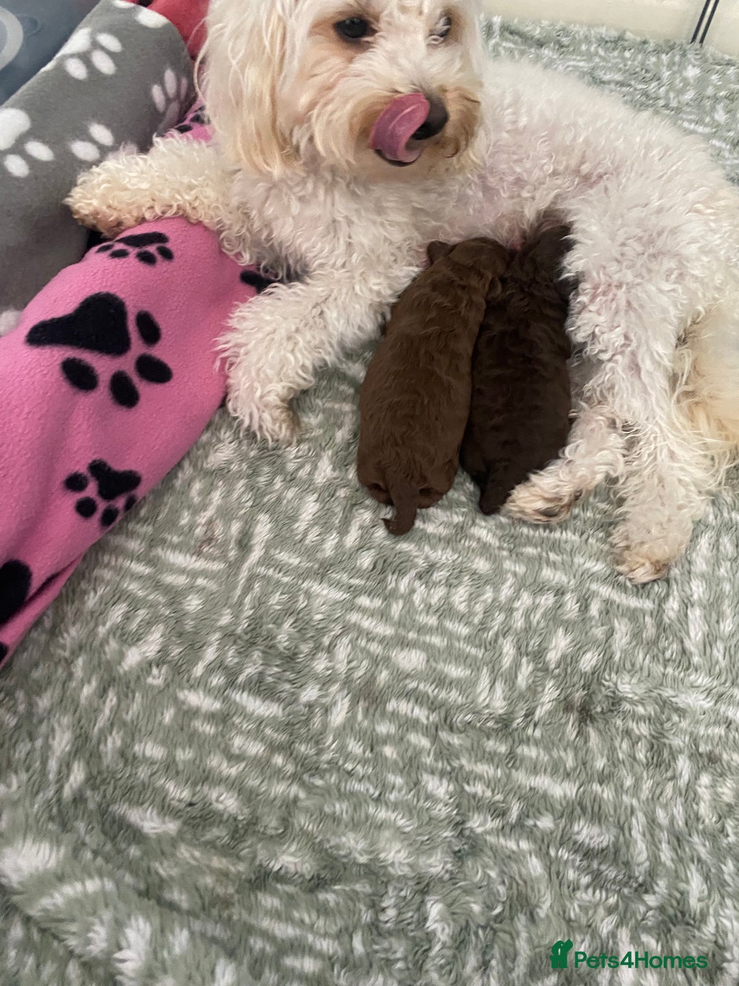 Cavapoo dogs for sale: Beautiful F1b Cavapoo girl  - Image 4