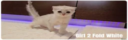 Scottish Fold cats for sale: 🐱 Scottish Fold & Scottish Straight Kittens - Advert 19